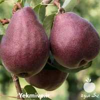 فروش نهال گلابی رد آنجو فرانسه در قزوین در گروه خرید فروش نهال - انواع گردو پسته بادام سلطانی انگور در یکمیوه