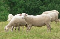 گوسفند لاکن چند قلو زا و شیری در اصفهان در گروه گاو و گوسفند و میش و بز کهره گوساله سمینتال در یکمیوه