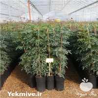 عرضه و فروش نهال پسته مجوز دار در اصفهان در گروه خرید فروش نهال - انواع گردو پسته بادام سلطانی انگور در یکمیوه