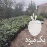 فروش نهال کیوی هایوارد و نهال فوجیا در گتاب در گروه خرید فروش نهال - انواع گردو پسته بادام سلطانی انگور در یکمیوه