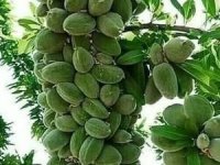 رویان نهال در کرمان  در گروه خرید فروش نهال - انواع گردو پسته بادام سلطانی انگور در یکمیوه