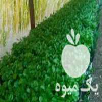 فروش عمده سبزه نارنج در گتاب در گروه خرید فروش عمده نارنج - میوه شمال جنوب خرید و فروش عمده در یکمیوه