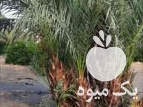 فروش انواع پاجوش نخل خرما و نهال مرکبات در اصفهان در گروه خرید فروش نهال - انواع گردو پسته بادام سلطانی انگور در یکمیوه -عکس1