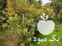 فروش انواع نهال مرکبات و آواکادو و  در تنکابن در گروه خرید فروش نهال - انواع گردو پسته بادام سلطانی انگور در یکمیوه -عکس1