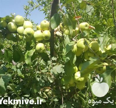 فروش نهال پایه رویشی سیب در لرستان در گروه خرید فروش نهال - انواع گردو پسته بادام سلطانی انگور در یکمیوه -عکس1