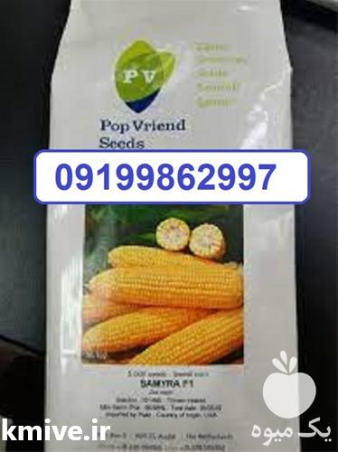 فروش بذر ذرت سمیرا بازارپسند و شیرین در اصفهان در گروه خرید فروش بذر - انواع محصول کشاورزی گوجه کتان میوه درخت در یکمیوه -عکس1