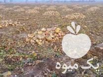 فروش چغندر دامی در اصفهان در گروه خرید فروش عمده چغندر - قند لبویی قرمز سفید در یکمیوه -عکس1