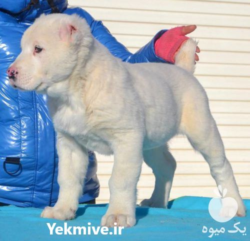 فروش توله الابای سفید در تهران در گروه سگ و گربه _ نگهبان هاسکی ژرمن دوبرمن سرابی در یکمیوه -عکس1