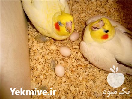 فروش تخم نطفه دار عروس هلندی در مشهد در گروه انواع تخم ها - مرغ بوقلمون پرنده عمده کشاورزی در یکمیوه -عکس1