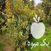 فروش انواع نهال مرکبات و آواکادو و  در تنکابن در گروه خرید فروش نهال - انواع گردو پسته بادام سلطانی انگور در یکمیوه