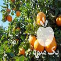 فروش پرتقال خونی موری نسل جدید در ساری در گروه خرید فروش عمده پرتقال - پرتقال رسمی تامسون خونی جنوب در یکمیوه