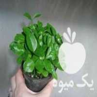 فروش سبزه نارنج در ساری در گروه خرید فروش عمده نارنج - میوه شمال جنوب خرید و فروش عمده در یکمیوه