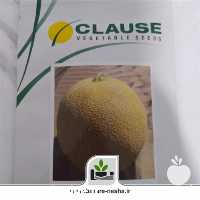 فروش بذر ملون داکو کلوز در اصفهان در گروه خرید فروش بذر - انواع محصول کشاورزی گوجه کتان میوه درخت در یکمیوه