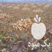 فروش چغندر دامی در اصفهان در گروه خرید فروش عمده چغندر - قند لبویی قرمز سفید در یکمیوه