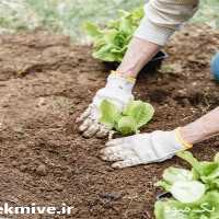 فروش انواع نهال بادام و فروش نهال بادام دیرگل در خراسان رضوی در گروه خرید فروش نهال - انواع گردو پسته بادام سلطانی انگور در یکمیوه