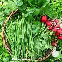 قیمت و خرید بذر سبزی در تهران در گروه خرید فروش بذر - انواع محصول کشاورزی گوجه کتان میوه درخت در یکمیوه