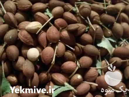 فروش‌ مهلب وحشی در لردگان در گروه خرید فروش عمده سایر محصولات باغبانی مرکبات در یکمیوه -عکس1