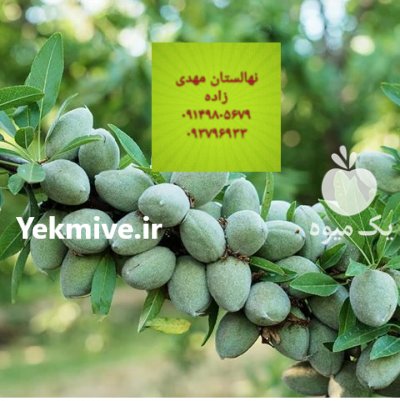 نهال رویان منصورمهدیز اده در کرمان  در گروه خرید فروش نهال - انواع گردو پسته بادام سلطانی انگور در یکمیوه -عکس3