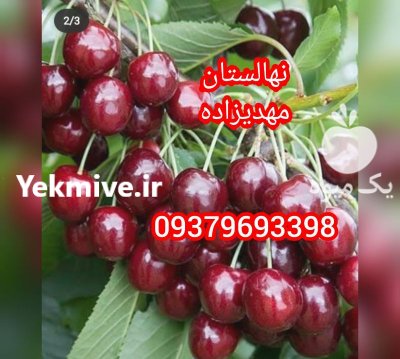 نهال رویان منصورمهدیز اده در کرمان  در گروه خرید فروش نهال - انواع گردو پسته بادام سلطانی انگور در یکمیوه -عکس4
