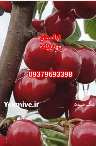 نهال فروش نهال مهدیزاده رویال در کرمانشاه در گروه خرید فروش نهال - انواع گردو پسته بادام سلطانی انگور در یکمیوه -عکس2
