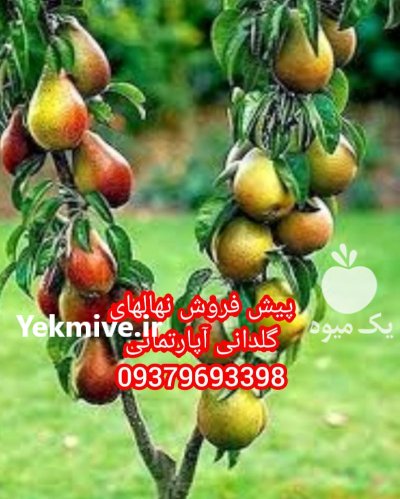 نهال فروش نهال مهدیزاده رویال در کرمانشاه در گروه خرید فروش نهال - انواع گردو پسته بادام سلطانی انگور در یکمیوه -عکس3