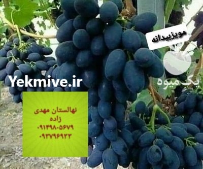 نهال فروش نهال مهدیزاده رویال در کرمانشاه در گروه خرید فروش نهال - انواع گردو پسته بادام سلطانی انگور در یکمیوه -عکس4
