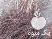 فروش نهال های اصلاح شده و پیوندی در اهر  در گروه خرید فروش نهال - انواع گردو پسته بادام سلطانی انگور در یکمیوه -عکس1
