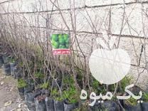 فروش انواع نهال سیاه ریشه و مرکبات در قائم شهر در گروه خرید فروش نهال - انواع گردو پسته بادام سلطانی انگور در یکمیوه -عکس1