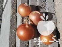 فروش بذر پیاز زرد در مریوان در گروه خرید فروش عمده پیاز - قرمز سفید زرد ترشی تازه انباری در یکمیوه -عکس1