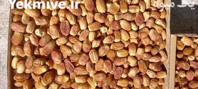 فروش خرمای مجول درجه لوکس در آذرشهر در گروه خرید فروش عمده خرما - کبکاب تازه زاهدی خشک خارک در یکمیوه -عکس2