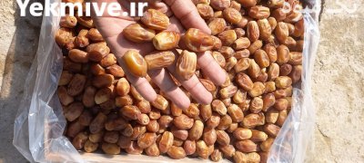 فروش خرمای مجول درجه لوکس در آذرشهر در گروه خرید فروش عمده خرما - کبکاب تازه زاهدی خشک خارک در یکمیوه -عکس3