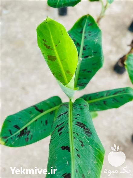 فروش نهال موز کاوندیش در تهران در گروه خرید فروش نهال - انواع گردو پسته بادام سلطانی انگور در یکمیوه -عکس1