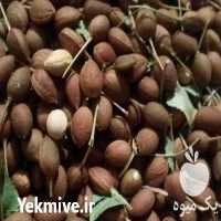 فروش‌ مهلب وحشی در لردگان در گروه خرید فروش عمده سایر محصولات باغبانی مرکبات در یکمیوه