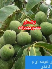نهال فروش نهال مهدیزاده رویال در کرمانشاه در گروه خرید فروش نهال - انواع گردو پسته بادام سلطانی انگور در یکمیوه