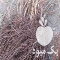 فروش نهال های اصلاح شده و پیوندی در اهر  در گروه خرید فروش نهال - انواع گردو پسته بادام سلطانی انگور در یکمیوه