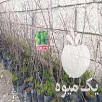 فروش انواع نهال سیاه ریشه و مرکبات در قائم شهر در گروه خرید فروش نهال - انواع گردو پسته بادام سلطانی انگور در یکمیوه