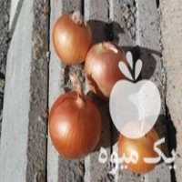 فروش بذر پیاز زرد در مریوان در گروه خرید فروش عمده پیاز - قرمز سفید زرد ترشی تازه انباری در یکمیوه