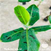 فروش نهال موز کاوندیش در تهران در گروه خرید فروش نهال - انواع گردو پسته بادام سلطانی انگور در یکمیوه