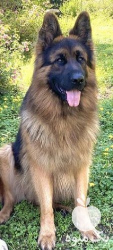 فروش سگ ژرمن شپرد قیمت مناسب & 8211 ; توله ژرمن در کرج در گروه سگ و گربه _ نگهبان هاسکی ژرمن دوبرمن سرابی در یکمیوه -عکس1