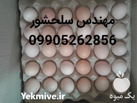 فروش تخم گوشتی در مازندران در گروه انواع تخم ها - مرغ بوقلمون پرنده عمده کشاورزی در یکمیوه -عکس1