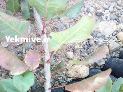 نهال پسته طبیعی بذر بادامی در مهریز در گروه خرید فروش نهال - انواع گردو پسته بادام سلطانی انگور در یکمیوه -عکس1