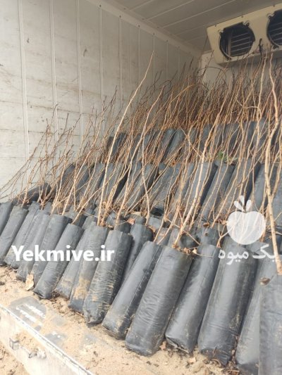 نهال پسته طبیعی بذر بادامی در مهریز در گروه خرید فروش نهال - انواع گردو پسته بادام سلطانی انگور در یکمیوه -عکس2