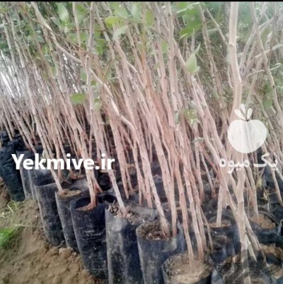 نهال پسته طبیعی بذر بادامی در مهریز در گروه خرید فروش نهال - انواع گردو پسته بادام سلطانی انگور در یکمیوه -عکس3