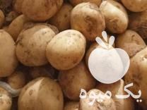 فروش سیب زمینی در اصفهان در گروه خرید فروش عمده سیب زمینی - زودرس دیررس آگریا اسپریت اردبیل همدان در یکمیوه -عکس1