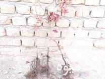 فروش عرضه انواع نهال انگور باکیفیت به صورت عمده وتکی در کاشمر در گروه خرید فروش نهال - انواع گردو پسته بادام سلطانی انگور در یکمیوه -عکس1