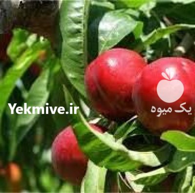 فروش نهال منصورمهدیز اده در کرمان  در گروه خرید فروش نهال - انواع گردو پسته بادام سلطانی انگور در یکمیوه -عکس2