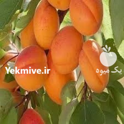 فروش نهال منصورمهدیز اده در کرمان  در گروه خرید فروش نهال - انواع گردو پسته بادام سلطانی انگور در یکمیوه -عکس3