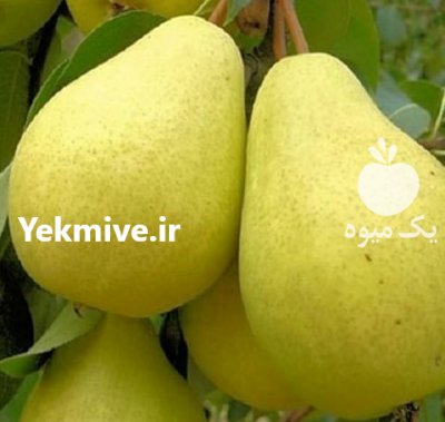 فروش نهال منصورمهدیز اده در کرمان  در گروه خرید فروش نهال - انواع گردو پسته بادام سلطانی انگور در یکمیوه -عکس4