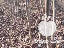 فروش نهال گردو کاغذی جهت پیوند در دلند در گروه خرید فروش نهال - انواع گردو پسته بادام سلطانی انگور در یکمیوه -عکس1