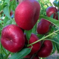 فروش نهال منصورمهدیز اده در کرمان  در گروه خرید فروش نهال - انواع گردو پسته بادام سلطانی انگور در یکمیوه